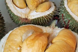 Durian Blackthorn Ochee