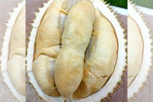 Durian Lokal Sumatra