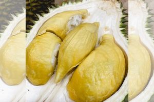 Durian Matahari
