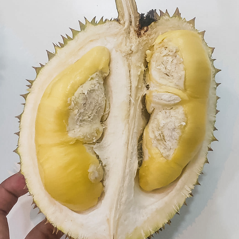 durian berkualitas jenis Lokal Jawa